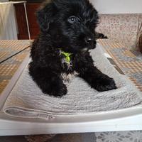 Cucciolo Di Pastore Bergmasco