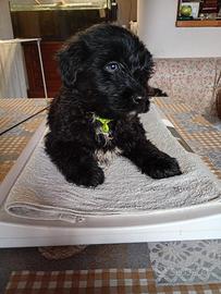 Cucciolo Di Pastore Bergmasco