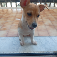Cagnolino Milo