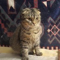 Cucciolo Scottish fold di sei mesi