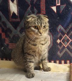 Cucciolo Scottish fold di sei mesi