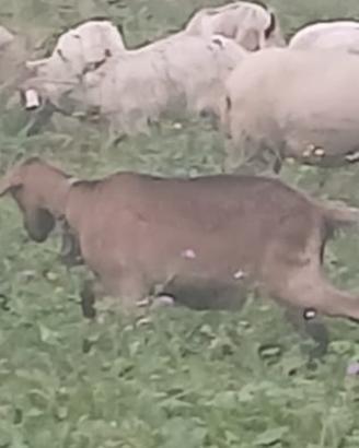 Capra camosciata gravida
