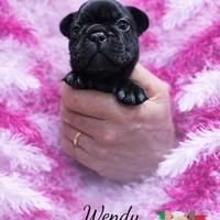 Bouledogue bulldog francese bringee cucciolo