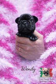 Bouledogue bulldog francese bringee cucciolo