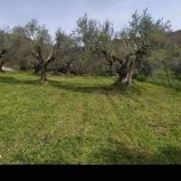 taglio erba e potatura olive