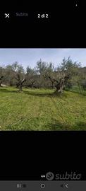 taglio erba e potatura olive