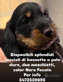 Bassotti a pelo duro