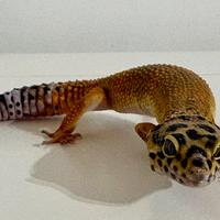 Geco leopardino