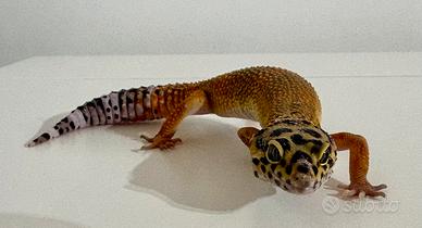 Geco leopardino