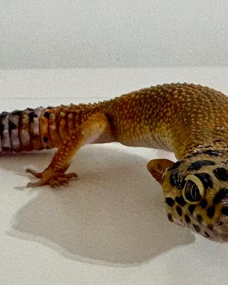 Geco leopardino