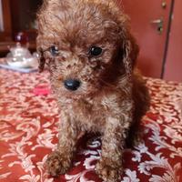 Meravigliosi cuccioli di barboncino red nano