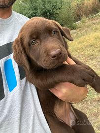 Ultima cucciola Labrador Retriver Choco