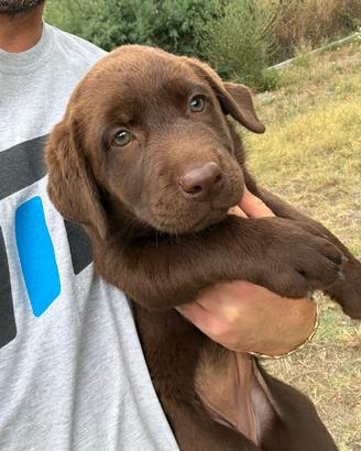 Ultima cucciola Labrador Retriver Choco