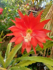 pianta  di epiphyllum Johan Strauss 