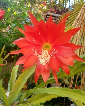 pianta  di epiphyllum Johan Strauss 