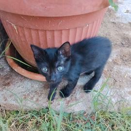 Addozzione gattini 
