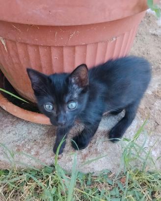Addozzione gattini 