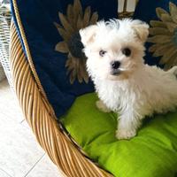 Maltese Toy cuccioli