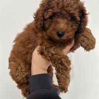 Barboncina nanetta femminuccia