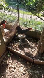 Galline oliver egger