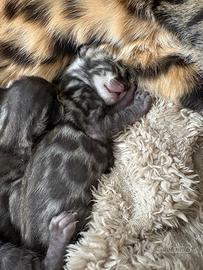 Cuccioli bengala gatti
