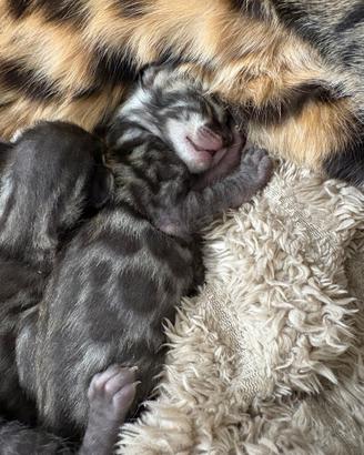 Cuccioli bengala gatti