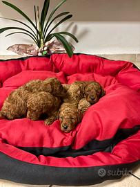 Cuccioli barboncini Toy red certificati