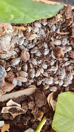 Isopodi per terrario 