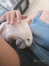 Cacatua Alba