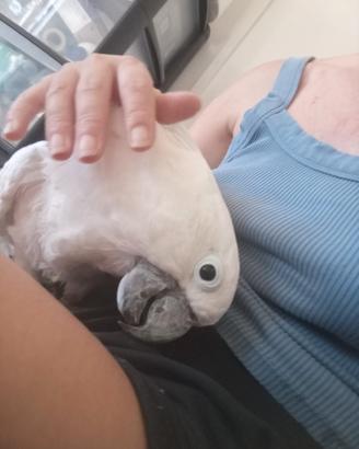Cacatua Alba