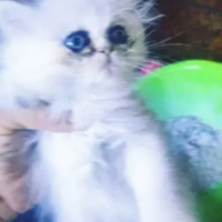 Occhi blu gatto delle nevi