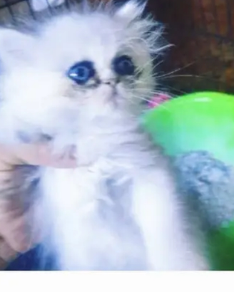 Occhi blu gatto delle nevi