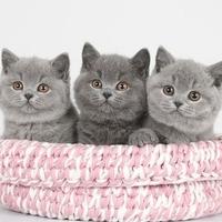 British shorthair puppy