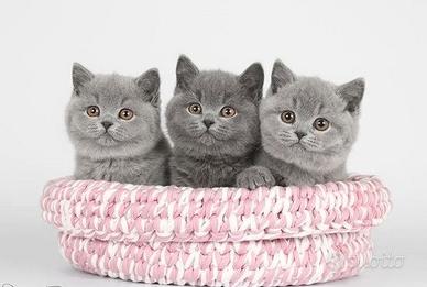 British shorthair puppy