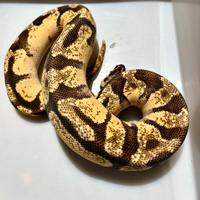 Pitone reale serpenti