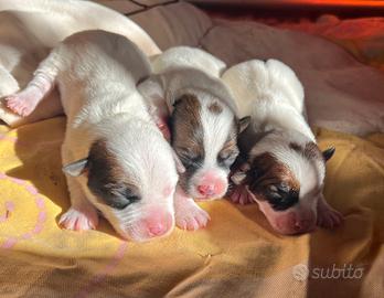 Jack Russell Terrier