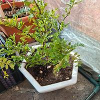 Pianta di pepe cinese