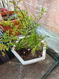 Pianta di pepe cinese