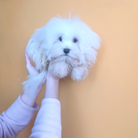 Maltese Mini Cucciolo Originale Maschio