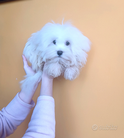 Maltese Mini Cucciolo Originale Maschio