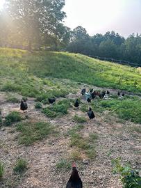 Galline ovaiole