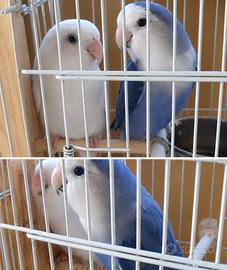 Coppia Inseparabile