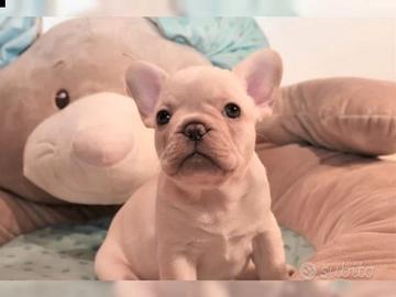 Bulldog francese