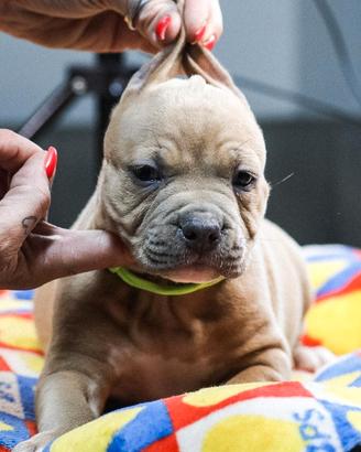 American pitbull terrier