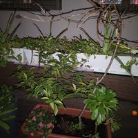 mandarino più pesco 