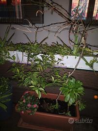 mandarino più pesco 