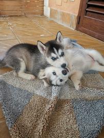Meravigliosi cuccioli Siberian Husky