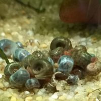 Planorbarius lumache acquario laghetto