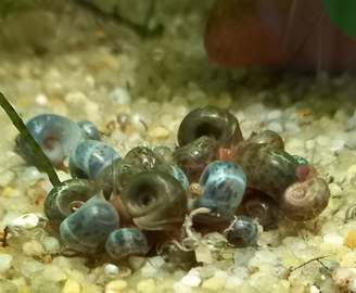 Planorbarius lumache acquario laghetto