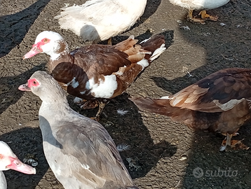 Anatre mute color cioccolato